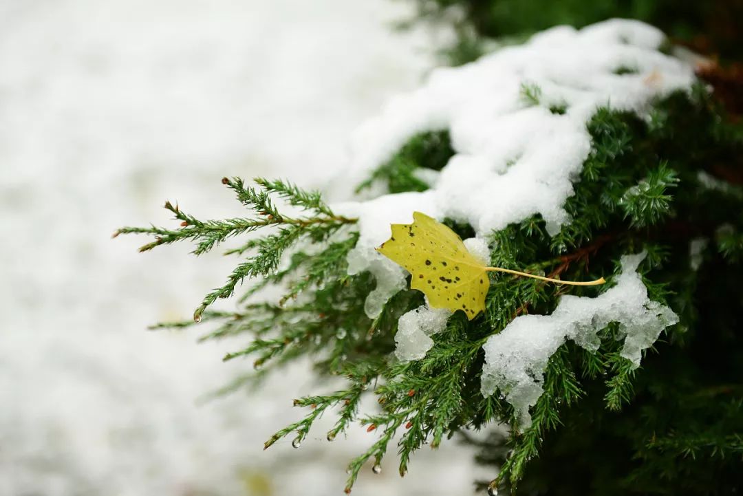 普通话水平 康辉 示范朗读05号作品 第一场雪
