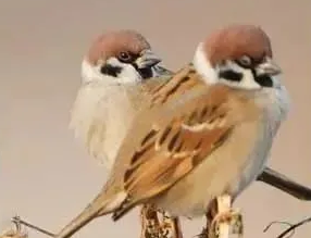 1746083168117176.png 5acca7a0d9ec4f71a2fe2767f2afc49.png